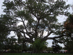 Ceiba de la Libertad