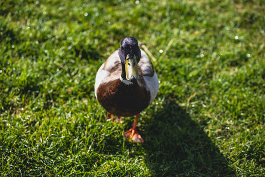 Netherlands Duck