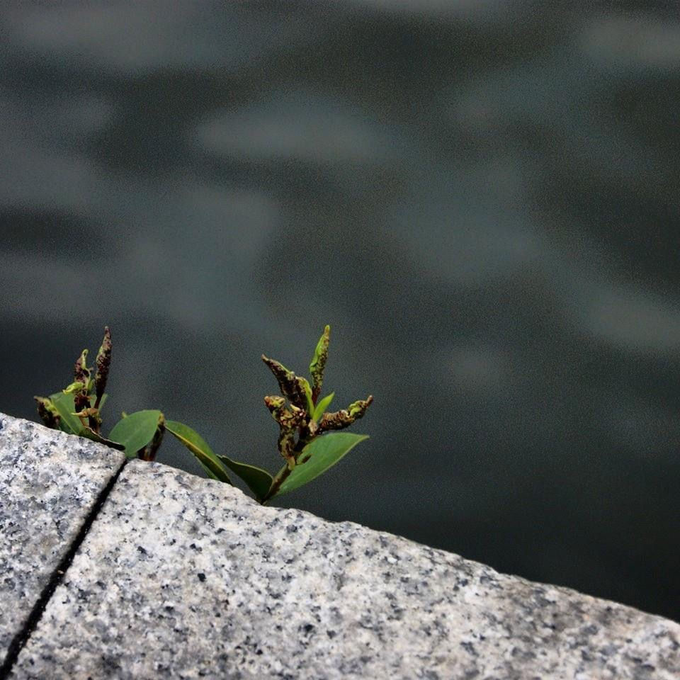 Green plant sprouts from a stone edge, dark water background, Jeff Bana Photography