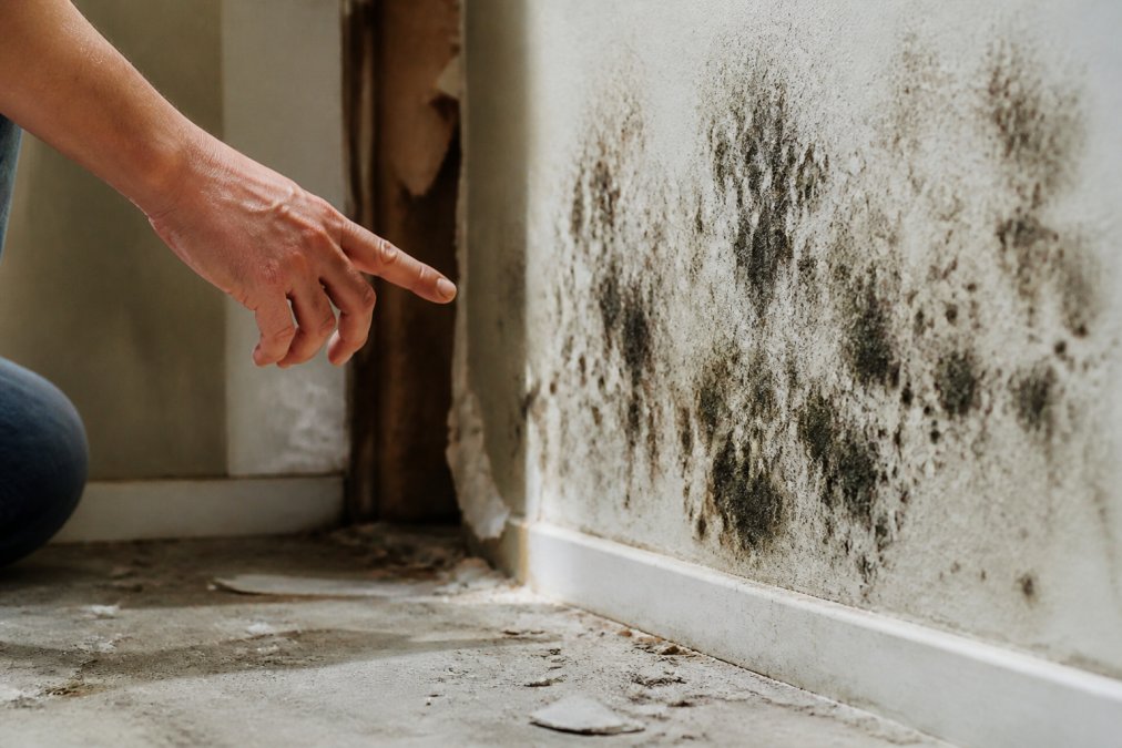 Signs of Mold After Water Damage: 7 Warning Signs