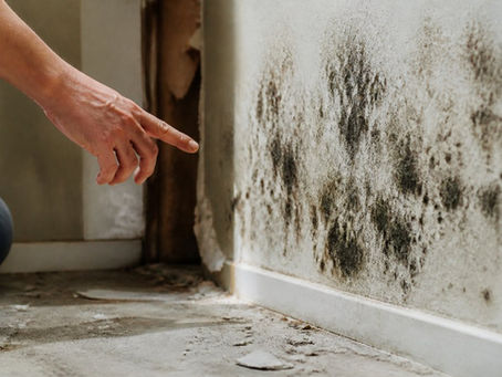Signs of Mold After Water Damage: 7 Warning Signs