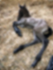 legs.jpeg