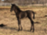 IMG_2280.jpeg