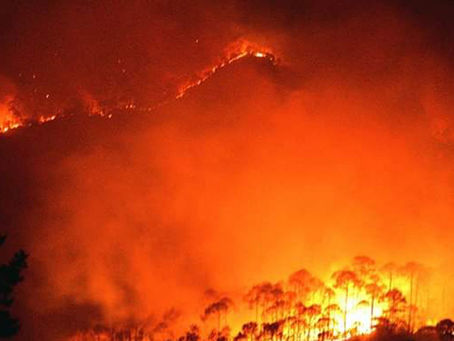 WHEN THE BUSH FIRE TURNS WILD
