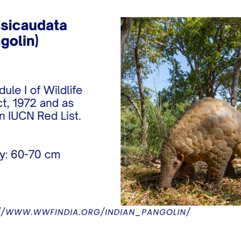 Scales Under Siege: Pangolins, the World’s Most Trafficked Mammals