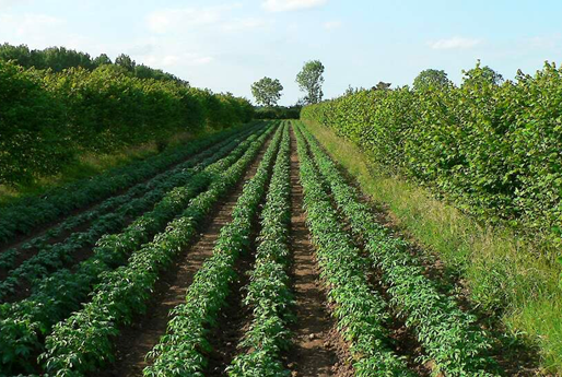 Rooting for Harmony: Agroforestry's Sustainable Solution to Feeding the World