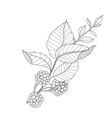 Floral.png