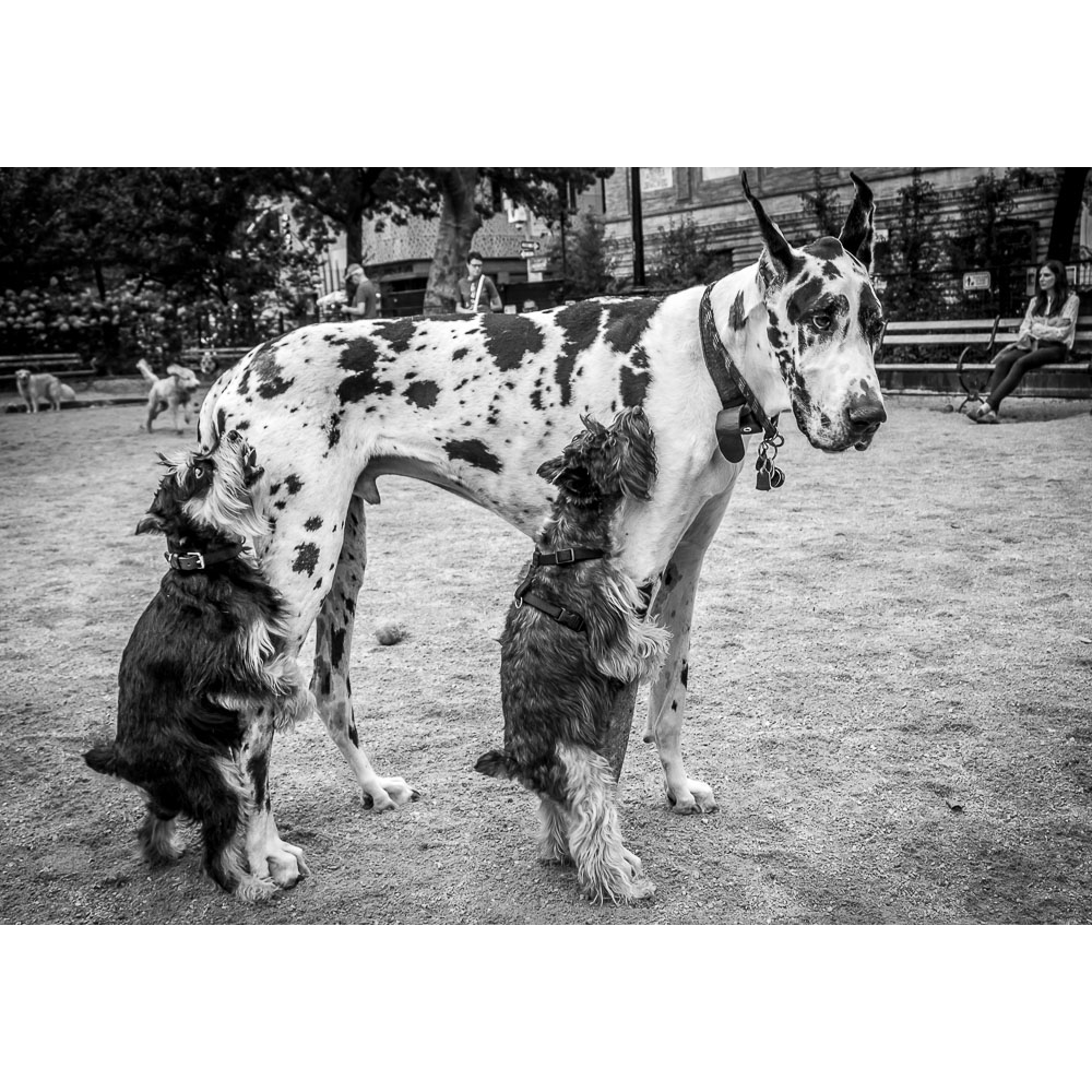 Humping Dogs by Jamie Kalikow Photography