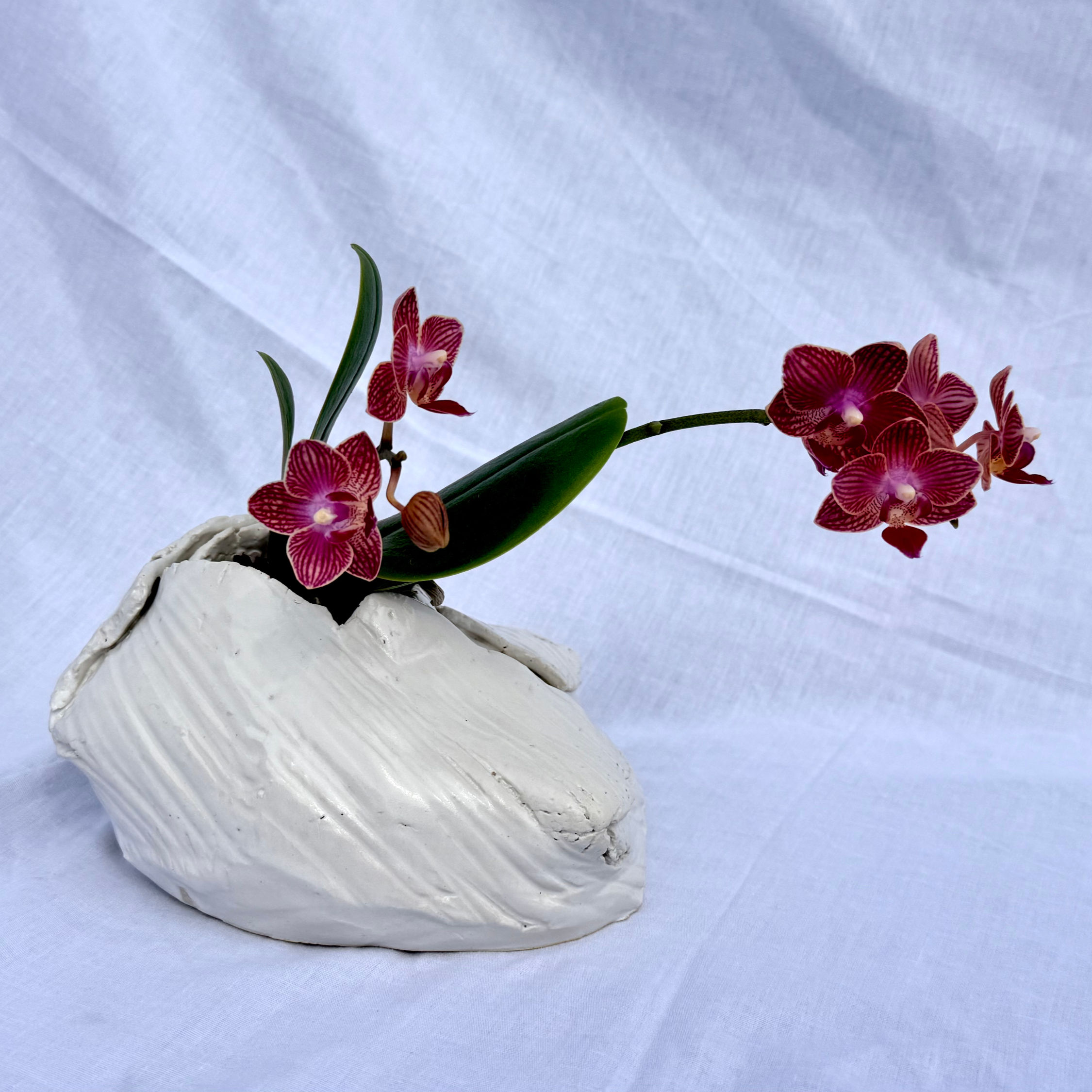 Orchid Planter. by Alex Fustè
