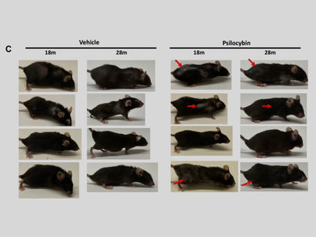 Could These Special Mushrooms Make Humans Live Longer?