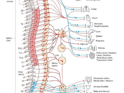 Autonomic Dysregulation: A Systems-Level Integration of Brainstem Hypoperfusion, Plexus Dysfunction, and Immune-Metabolic Crosstalk in Dysautonomia