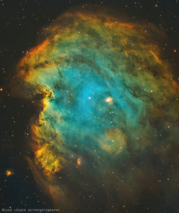 Monkey Head_Chad Leader.jpg