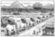 LA LONGUE MARCHE DES ELEPHANTS_image 1.