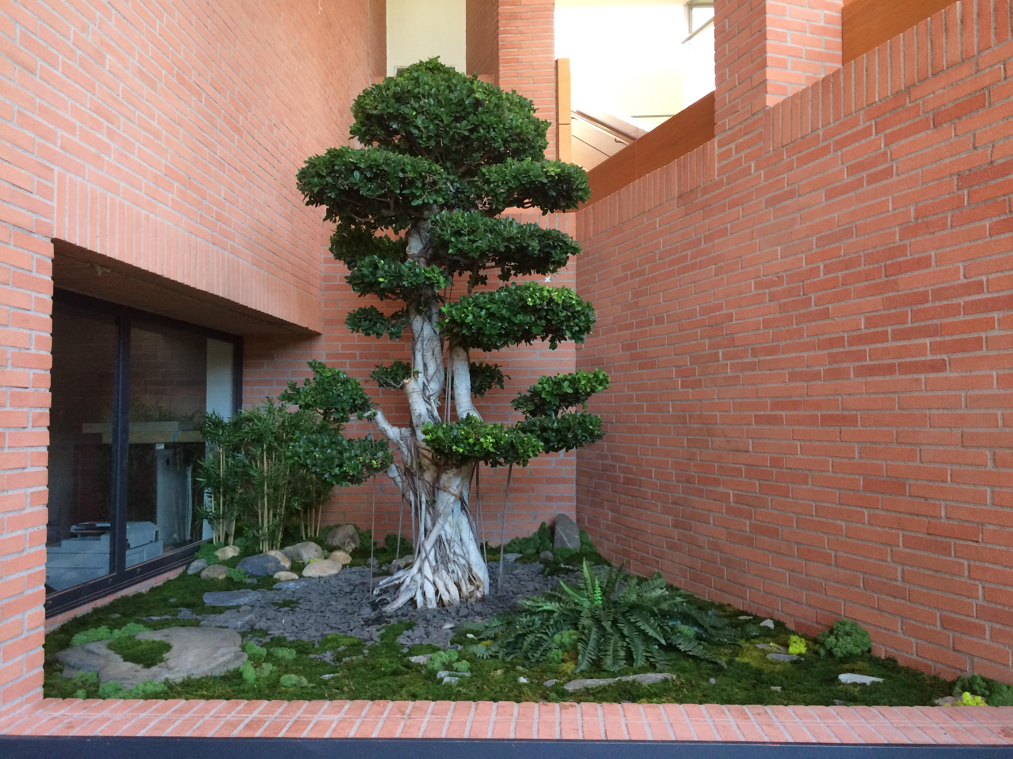 Ficus en nuage, 3 mètres de haut