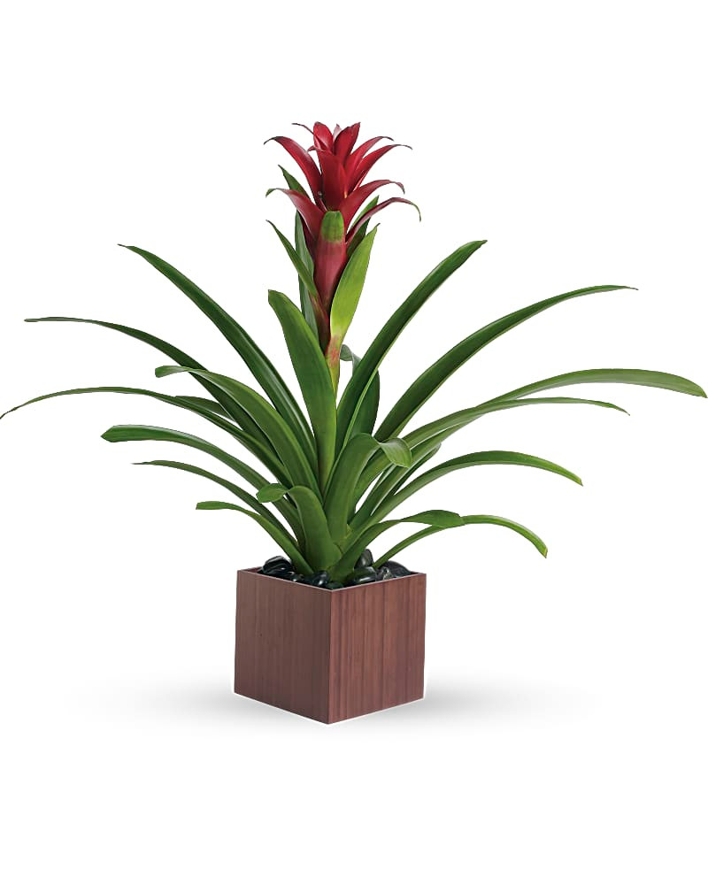 amenagement maison feng shui chambre feng-shui jardin zen décoration d'intérieure 5 sens construction écologique rénovation nettoyage energétique space clearing aromathérapie synergie diffusion huiles essentielles domothérapie problème de sommeil dormir mieux lithothérapie taux vibratoire plantes végétal habitat sain écologique fait maison DIY naturel maison zéro déchet famille vrac recyclage livre minimalisme diagnostic ondes electromagnétiques pollution interieure antennes relai 5G géobiologie boussole feng shui etoiles volantes chambre feng shui