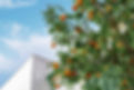 Citrus Orange tree