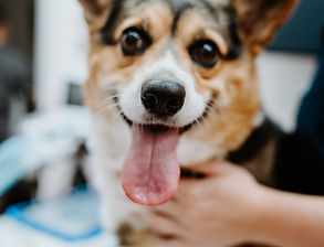 Wild-Veil-Photo-June-2026-Flagstaff-Veterinary-Clinic-Emergency-Urgent-Care-9.jpg