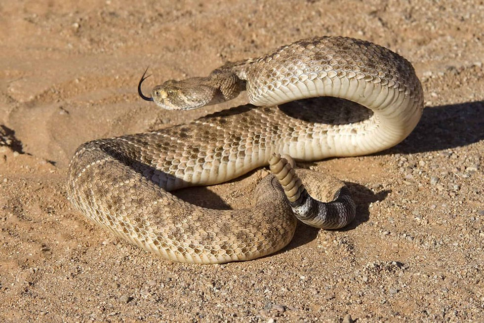 Western Diamondback Rattlesnake bites in dogs are a medical emergency.