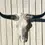 Thumbnail: Real Steer skull head w/ horns 23" to 28" wide
