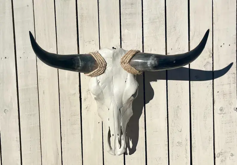 Real Steer skull head w/ horns 23" to 28" wide