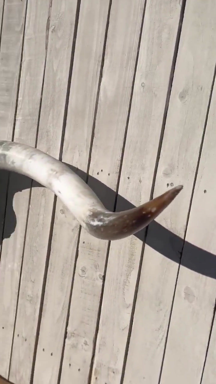 Thumbnail: Glass Real Longhorn Skull 72" Wide