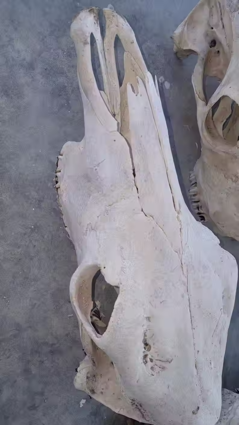 Thumbnail: XL Cow Skull for Crafters of Decor ** No Horns (Only 1 Skull)