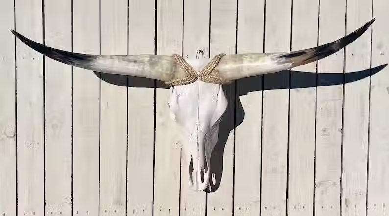 Real Steer skull head w/ horns 36" to 48" wide