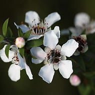 manuka_e55d6613-3f52-45af-a9fd-075c40eab