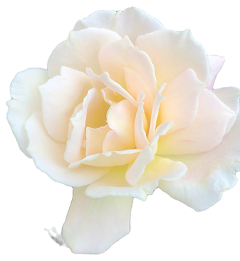 IMG_6787-1_edited_edited_edited_edited_e