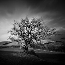 Oak tree, black and white long exposure photography.