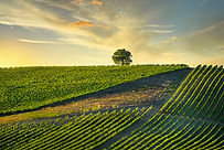 Vineyard and a tree at sunset. Castellina in Chianti, Tuscany, Italy, Europe.