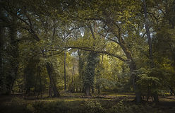 Uno scatto fotografico all'interno della selvaggia vegetazione dello straordinario parco di San Rossore a Pisa.