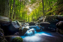 Stream waterfall inside a fir and beech forest. Abetone, Tuscan Apennines, Italy, Europe