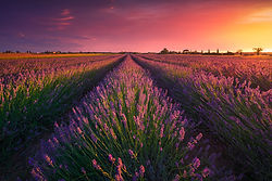 Campo di Lavanda al tramonto a Cecina, Toscana