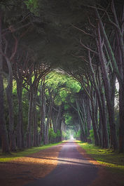 San Rossore and Migliarino park, footpath in pine trees misty forest. Pisa, Tuscany, Italy