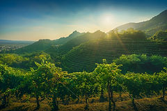 Prosecco Hills, vineyards at sunset. Unesco Site. Farra di Soligo. Veneto, Italy, Europe.