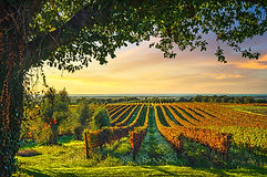 Bolgheri vineyard, olive trees and flowers at sunset. Tree as a frame, autumn season. Landscape in Maremma, Tuscany, Italy, Europe.