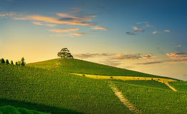 Langhe vineyards and cedar of Lebanon tree at sunset, La Morra. Unesco Site, Piedmont, Northern Italy, Europe.
