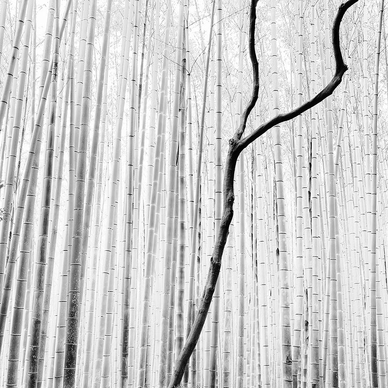 Arashiyama Bamboo Forest in Kyoto, black and white photography. Japan