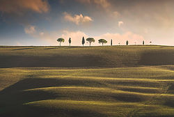 Cipressi e Pini in cima alla collina nell'affascinante Val d'Orcia.