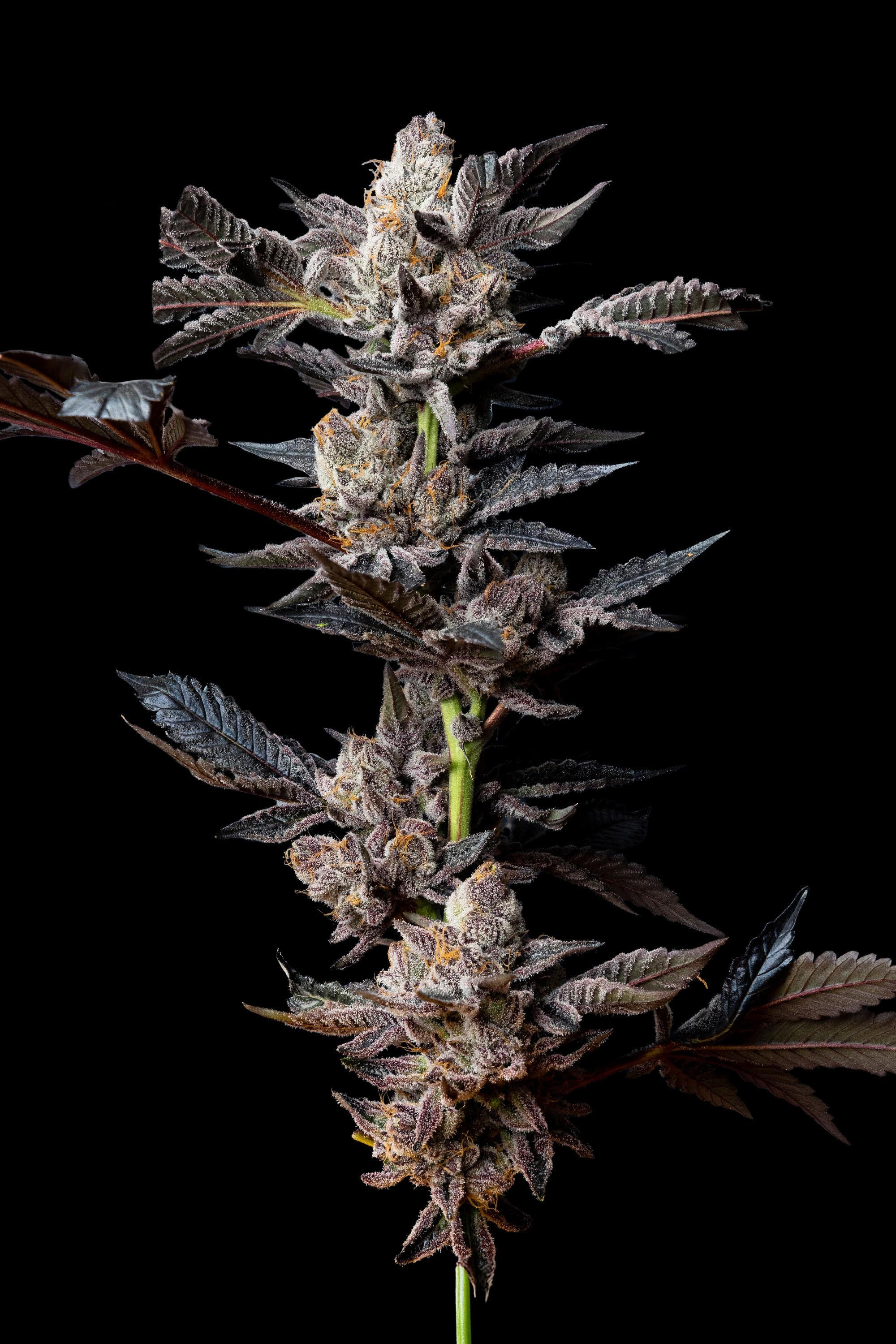 ZUMA – Burnt rubber × mandarin Mac moonbow; devastating nighttime gas bomb.