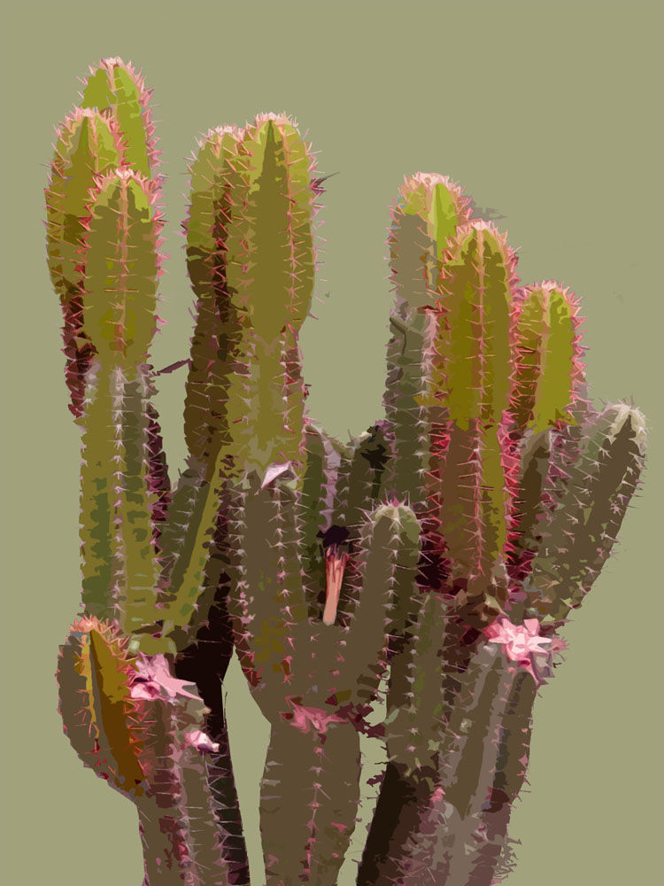 Cactism #02