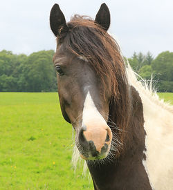 Rupert(1).jpg