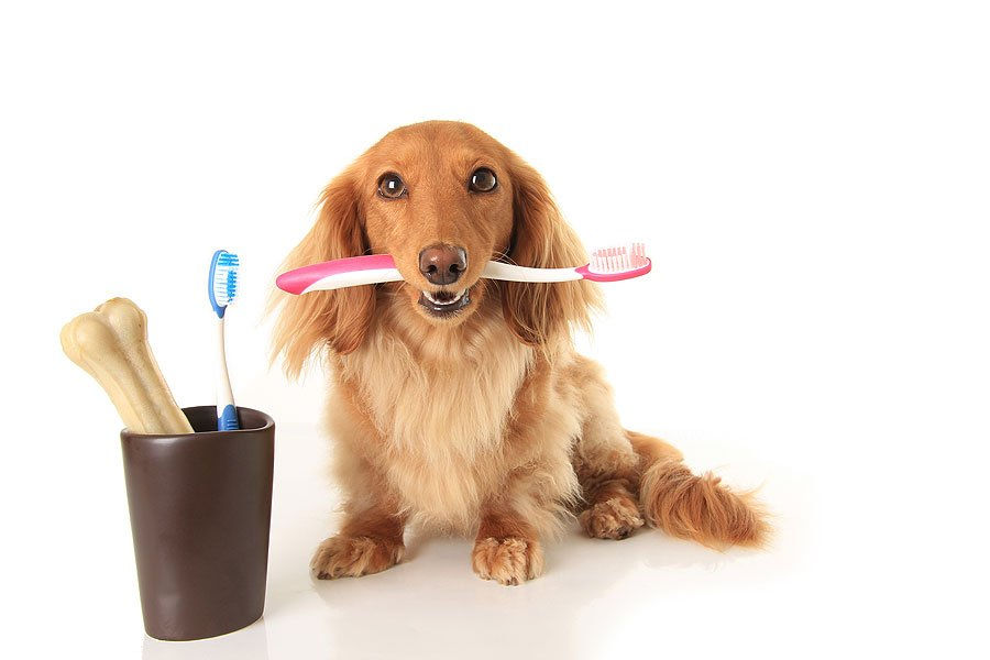 dog holding toothbrush in its mouth