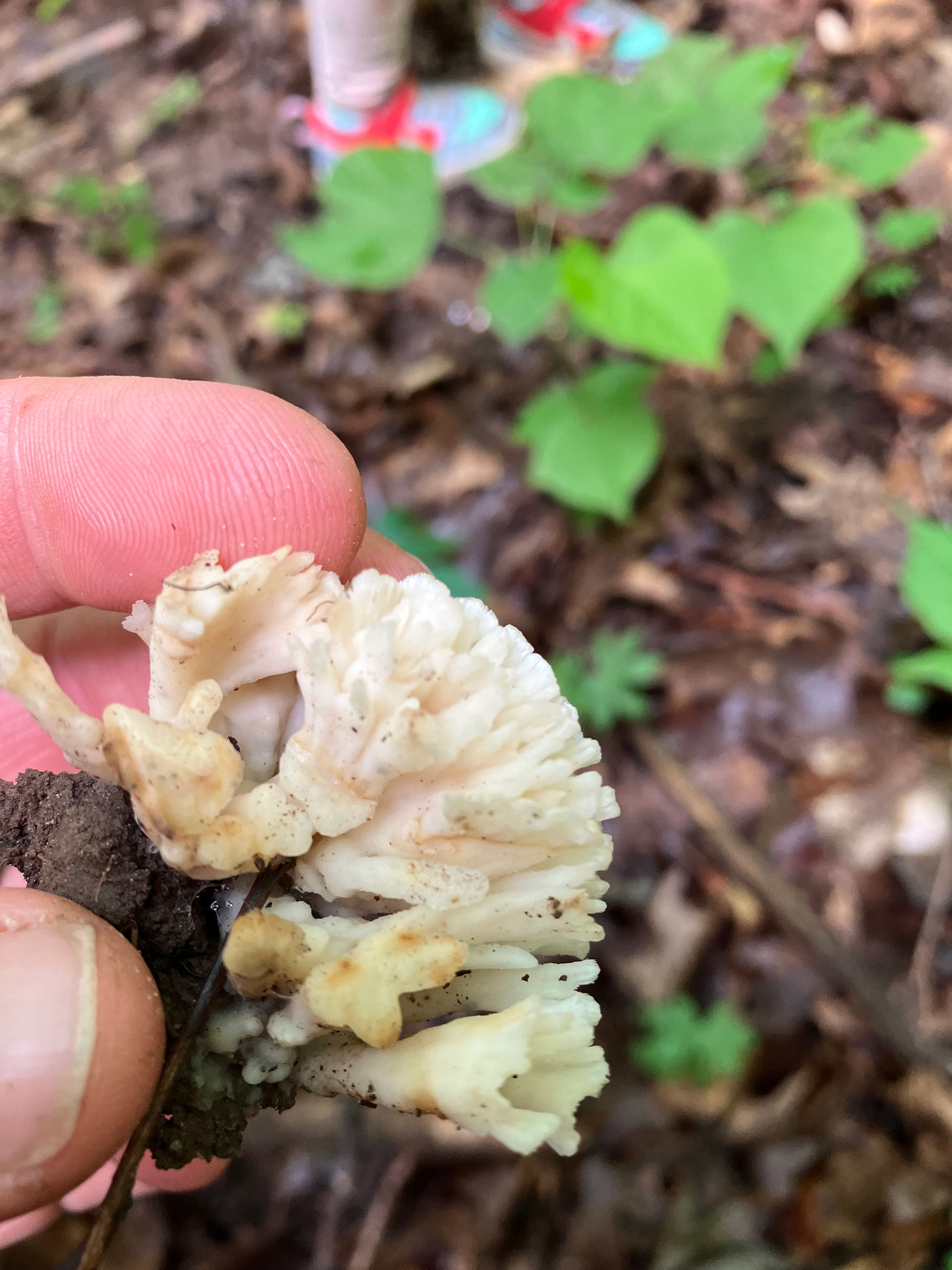 Tremellodendron pallidum