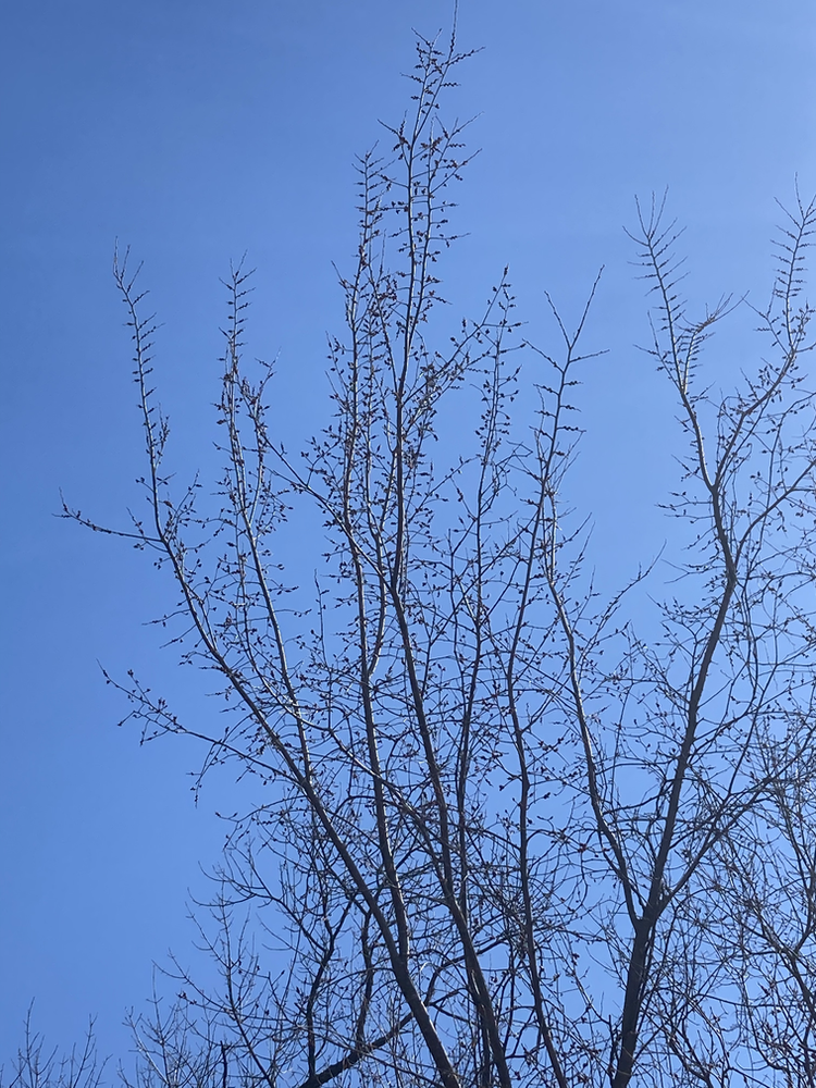 How to Find Buckets of Morels (how to identify elm trees!)