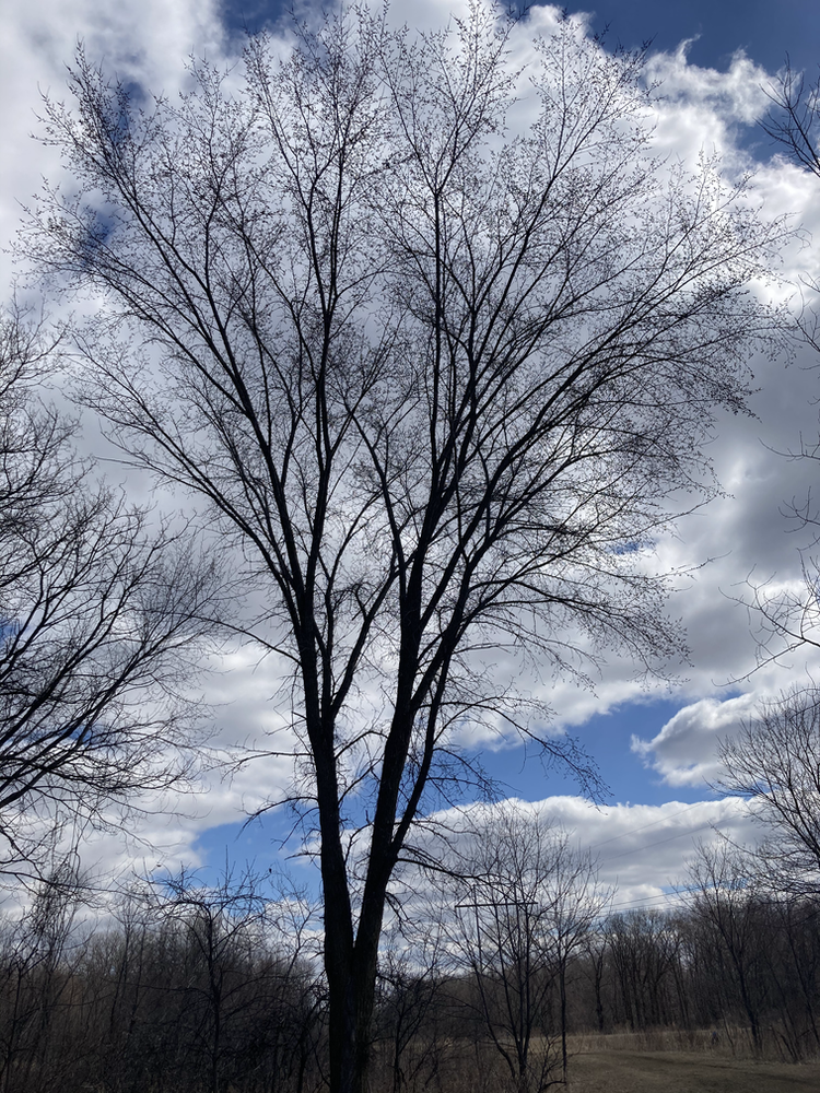 How to Find Buckets of Morels (how to identify elm trees!)