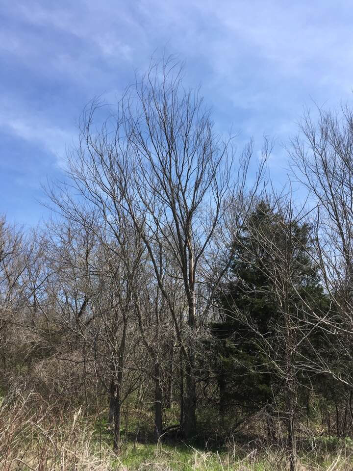 Trees, Morels, and Mycorrhizal Relationships