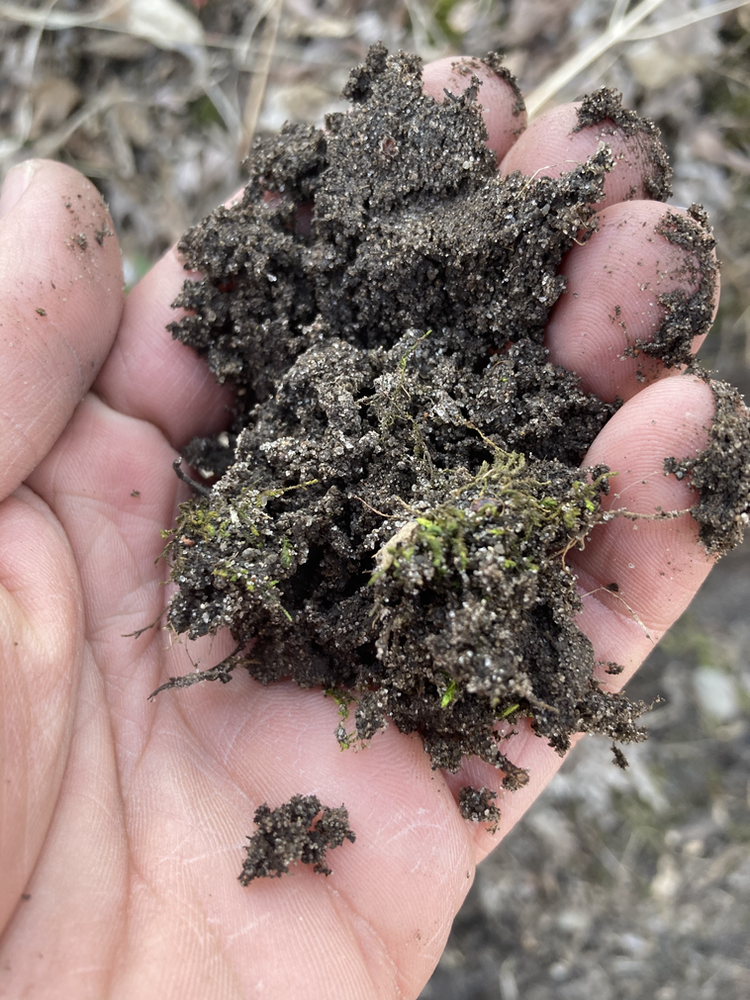 How to Find Buckets of Morels (how to identify elm trees!)