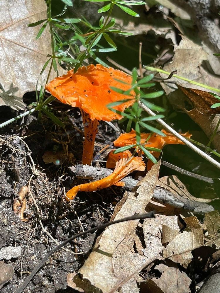 Cinnabar "Red" Chanterelles